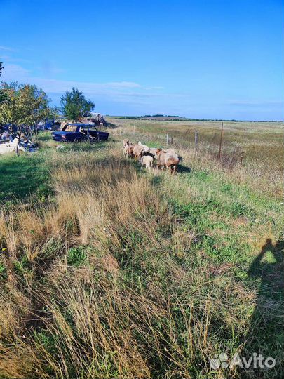 Бараны стадо