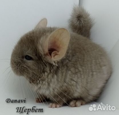 Шиншиллы для домашнего содержания
