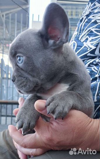 Французы милашки