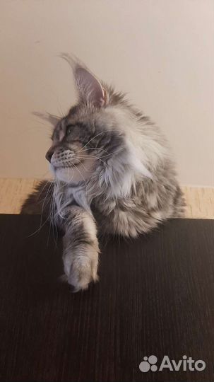 Кот мейн-кун вязка
