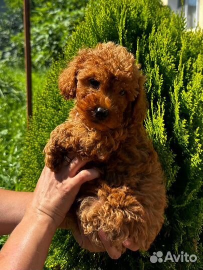 Той-пудель девочка