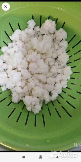 Тибетский кефирный молочный гриб