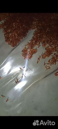 Малек форели