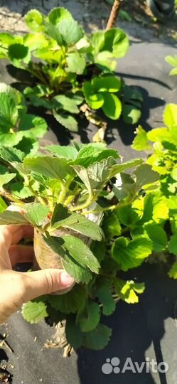 Рассада клубники