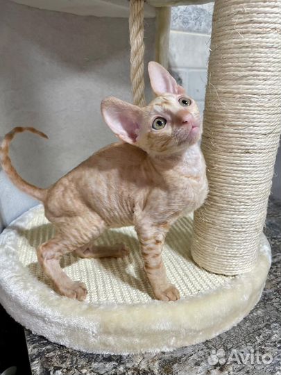 Кошечка корниш Рекс из питомника