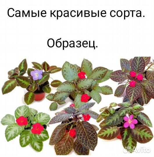 Эписции, самые лучшие, прекрасные сорта