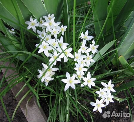 Продам птицемлечник