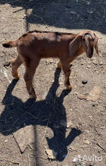 Нубийские козы козлята