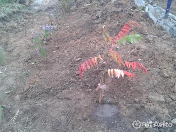 Саженцы сумах оленерогий