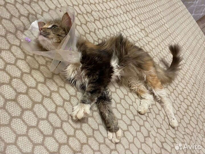 Кошка