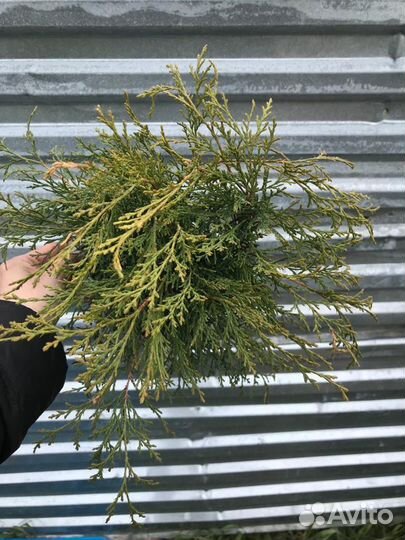 Растения для сада