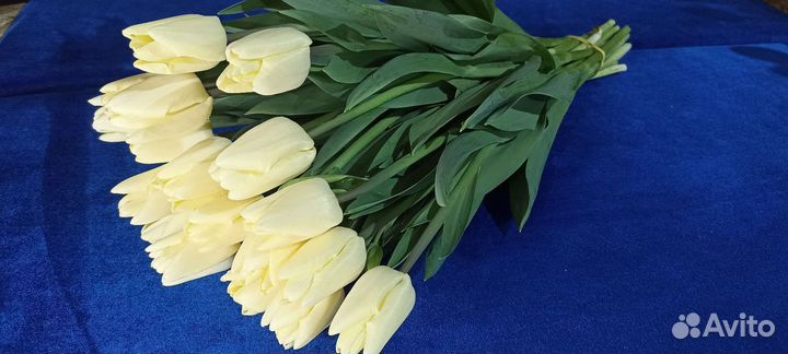 Тюльпаны к 8 марта опт, розница