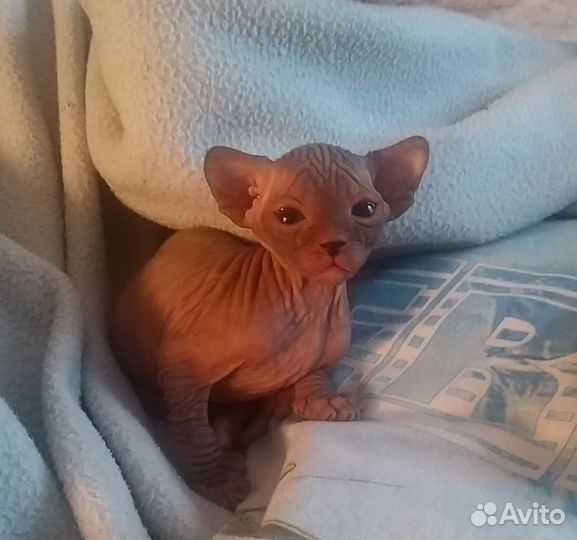 Канадский сфинкс котенок