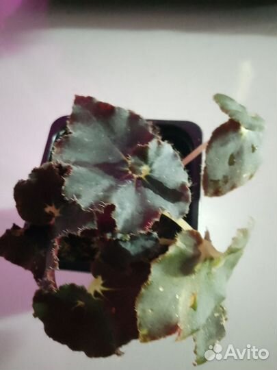 Бегония декоративно лиственная