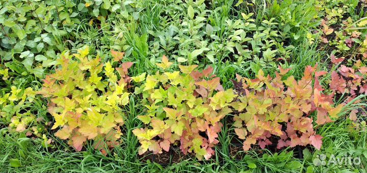 Саженцы декоративных кустарников