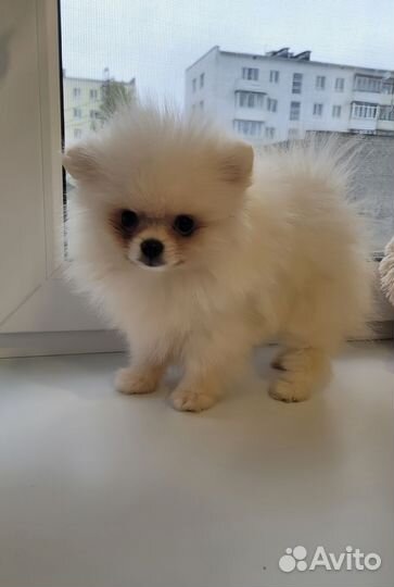 Померанский шпиц