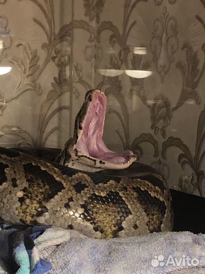 Змея для фотосессии. Тигровый Питон