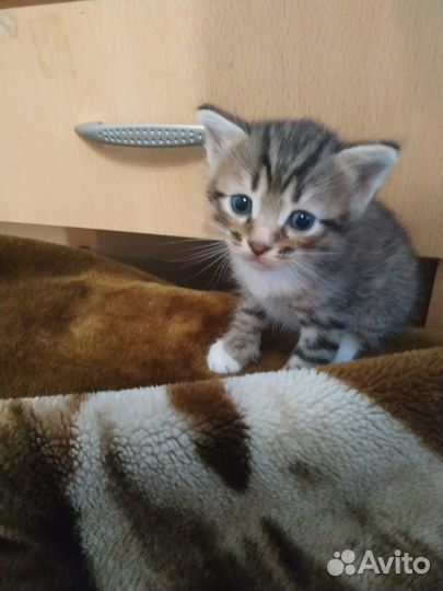 Отдам котят в Добрые руки