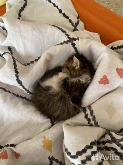 Котенок 2-3месяца