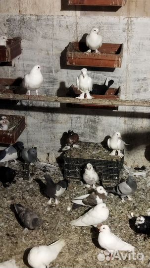 Голуби бакинцы, такла