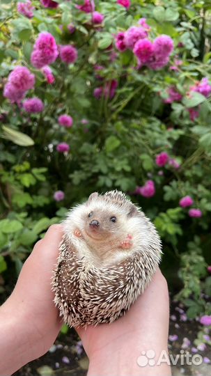 Африканский ежик