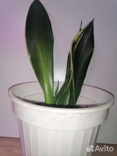 Сансевиерия блэк голд