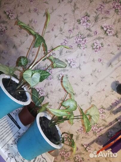 Комнатные растения