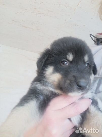 Собака в добрые руки отдам бесплатно