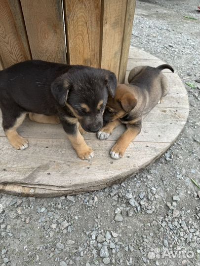 Отдам щенков в добрые руки бесплатно