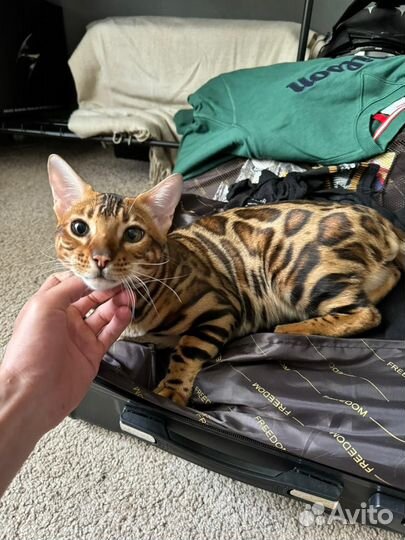 Бенгальские котята
