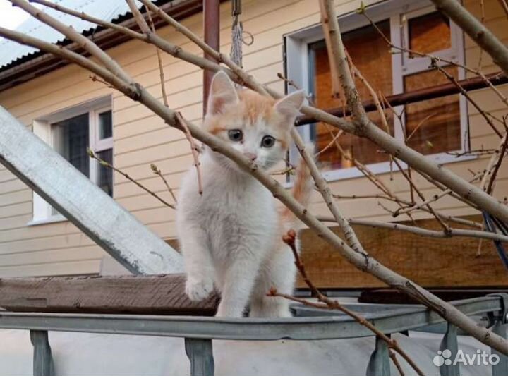 Кошка