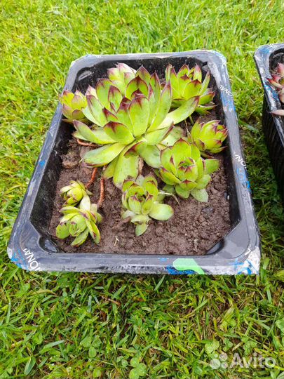 Суккуленты уличные