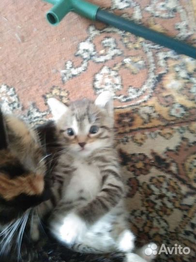 Котенок бесплатно мальчик