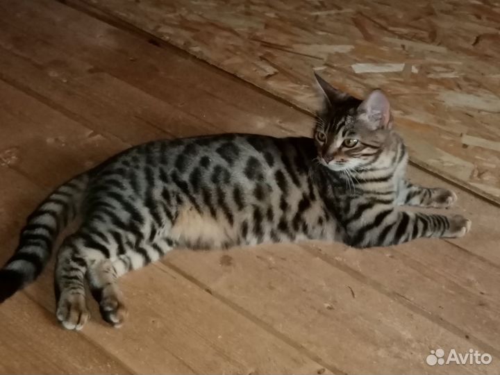 Бенгальская