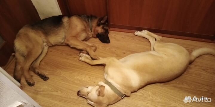 Собака в добрые руки