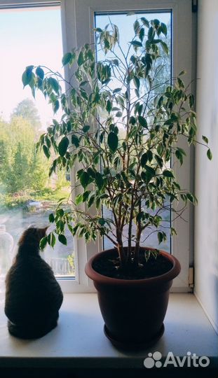 Фикус Бенджамина пестролистный