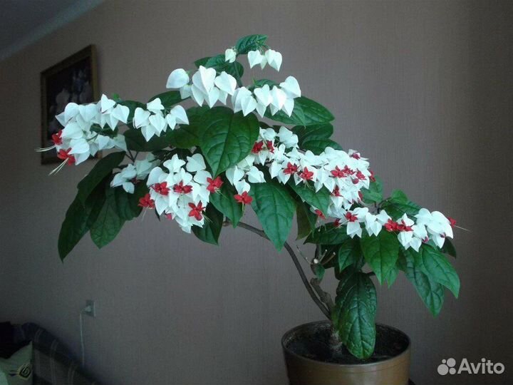 Клеродендрум томпсон