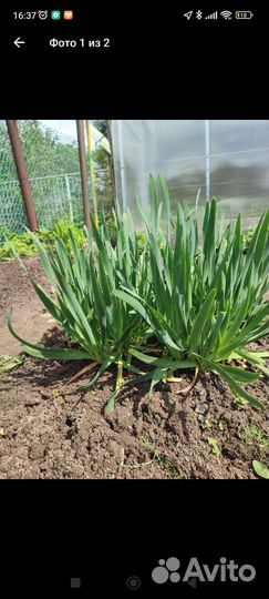 Многолетний лук-лизун