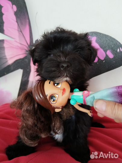 Мальчик йорк