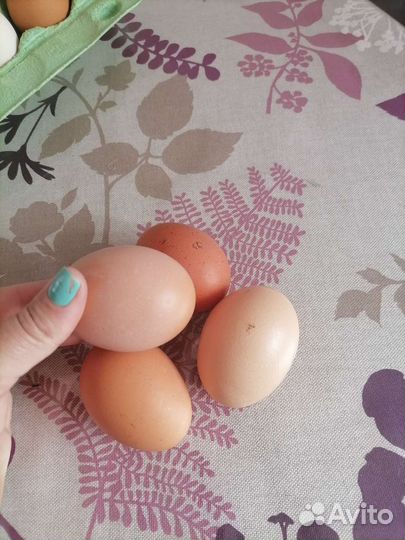 Домашние куриные яйца