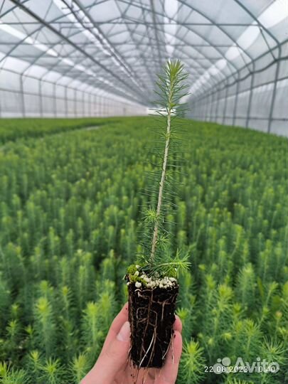 Сеянцы сосны зкс оптом