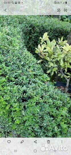 Саркококка, Жимолость Традесканция, Дицентра