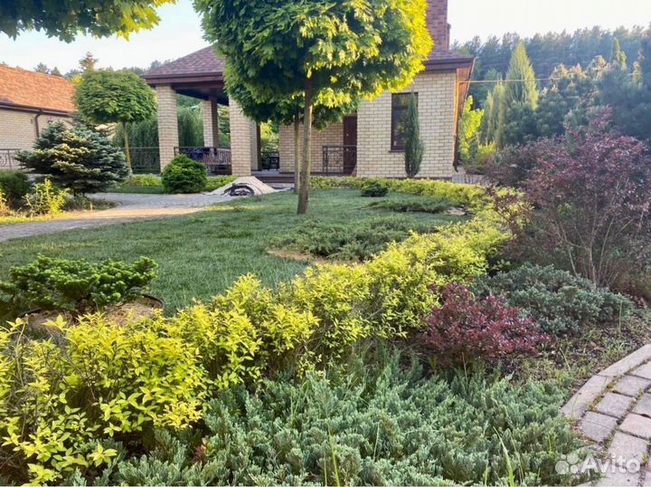 Укладка рулонного газона - 100 мятлик