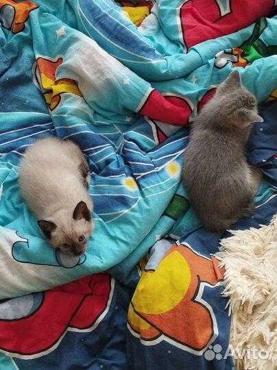 Котята в добрые руки