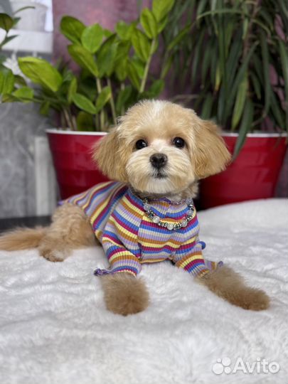 Мальтипу f1 mini девочка