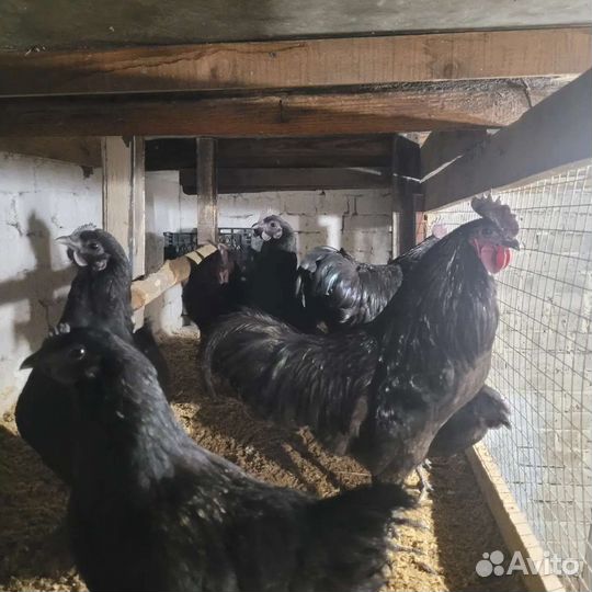 Инкубационное яйцо ухейилюй, легбар, амераукан