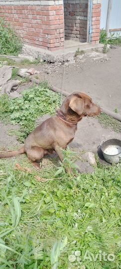 Кабель пойнтер