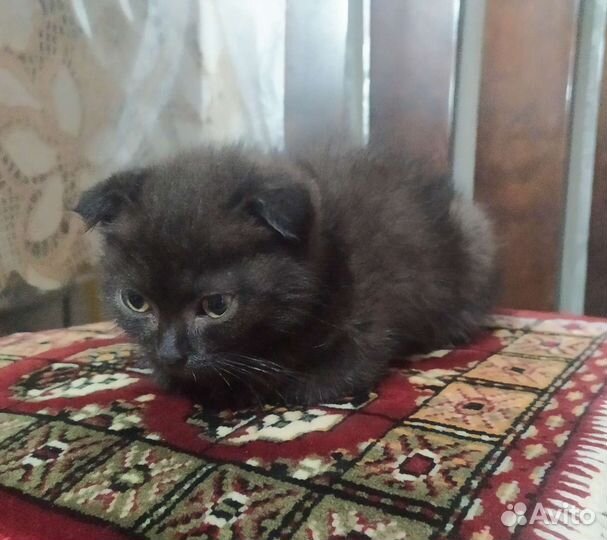 Кошки