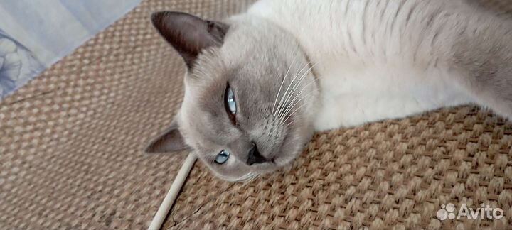 Тайский кот