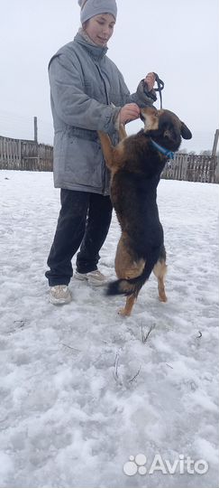 Собака бесплатно